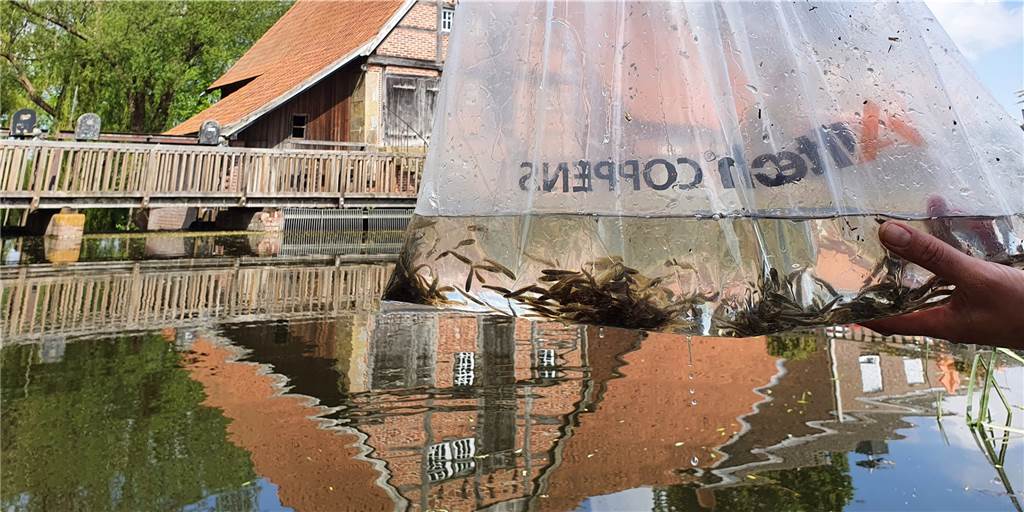 Ökologisches Experiment: Eine ganz besondere Fischart für die Dinkel Hunderte kleine Fische einer ganz besonderen Art setzte der ASV Nienborg jetzt in die Dinkel.
