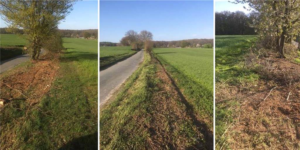 „Große Zerstörung“: Hohlweg-Hecke zwischen Lünzum und Holtwick gerodet „Große Zerstörung“: Hohlweg-Hecke zwischen Lünzum und Holtwick gerodet