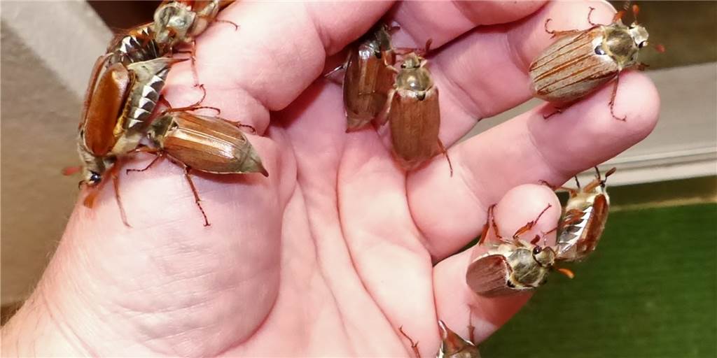 Maikäfer im Aufwind: Große Brummer lassen es gerade mächtig krabbeln Maikäfer im Aufwind: Große Brummer lassen es gerade mächtig krabbeln