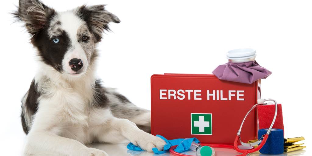 Einen Kurs für Erster Hilfe am Hund bieten wir exklusiv für unsere Abonnentinnen und Abonnenten am 29. Mai an.