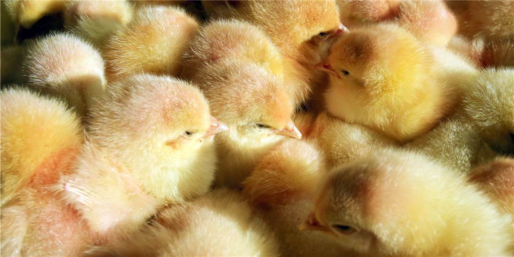 In Kükenbrütereien werden männliche Tiere kurz nach dem Schlüpfen getötet, weil sie wegen ihres Geschlechts dem Betrieb keinen wirtschaftlichen Nutzen bringen. Das ist ab 2022 verboten.