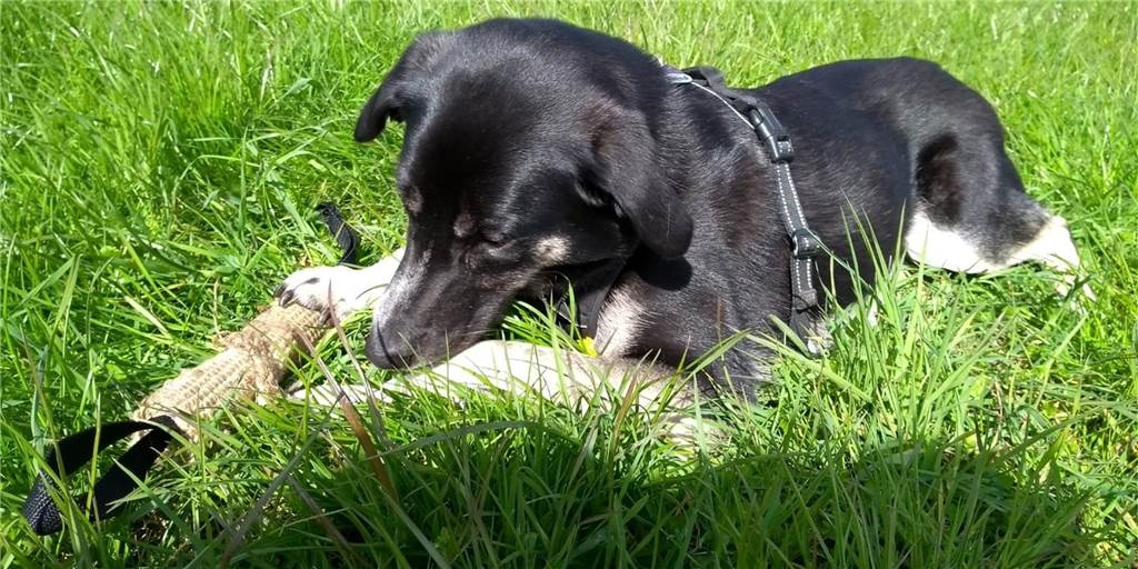 Liebe Hundebesitzer, wir sind doch selbst Schuld Hundekot gehört nicht auf den Gehweg und schon gar nicht in fremde Vorgärten.