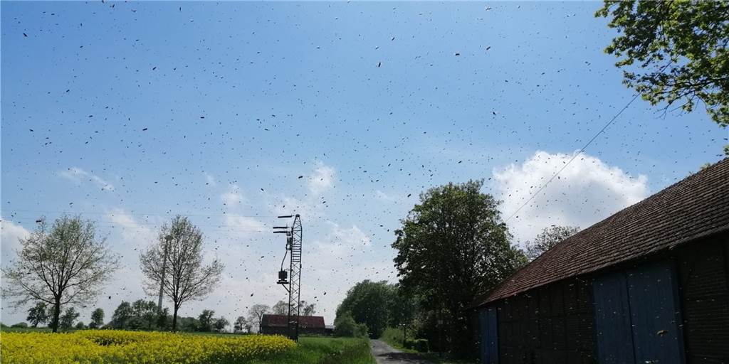 Mit Video: Legdener Hobbyimker wird Zeuge eines riesigen Bienenspektakels Beim Bienenschwärmen in Asbeck ist die Luft erfüllt von Bienen.