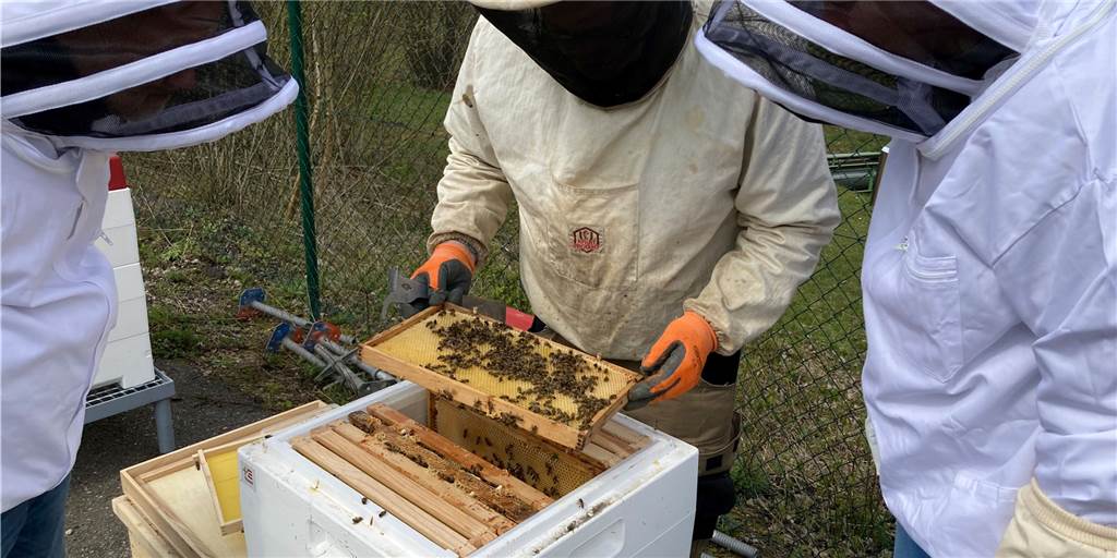 Süße Energie im Glas: Trianel lässt in Lünen Kraftwerksbienen fliegen Peter Hubbertz und Martin Fricke schauen sich mit Imker Ludger Homann aus Bork die Bienenstöcke auf dem Trianel Kraftwerksgelände in Lünen an.