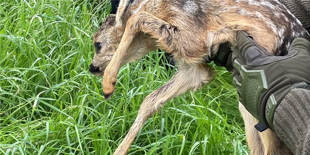 Im Video: Wärmebild-Drohne rettet vier Rehkitze vor dem sicheren Tod Wird ein Kitz aufgespürt, wird es vorsichtig in einen mit Gras ausgelegten Karton gelegt und in Sicherheit gebracht. Dabei ist darauf zu achten, dass das Kitz nicht mit bloßen Händen angefasst wird.