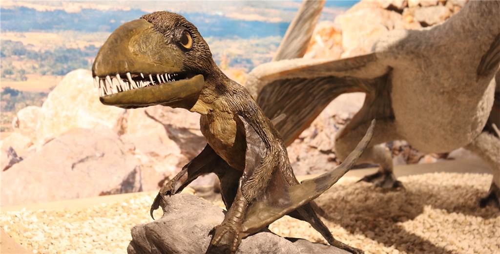 Naturmuseum wieder offen: Das erwartet Besucher in der neuen Sonderausstellung Dieser Dimorphodon fällt durch seine großen, spitzen Zähne auf, mit denen er vor allem Fische gefangen hat, wie Dr. Jan-Michael Ilger erklärt.