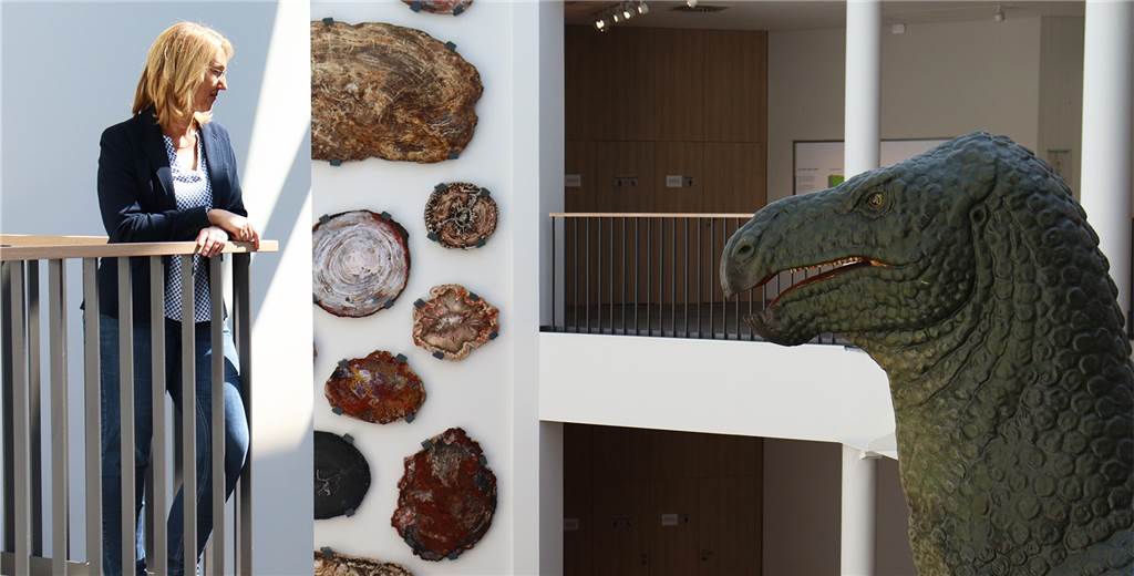 Naturmuseum in Dortmund: Der größte Saurier reicht bis in den ersten Stock Naturmuseum in Dortmund: Der größte Saurier reicht bis in den ersten Stock