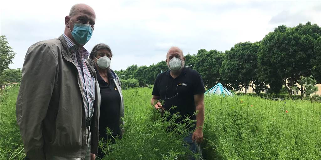 Kleingärtner sauer auf DSW21: Mit Barrikaden gegen wucherndes Grün Schatzmeister Lothar Steins, Hanne Winden und Vorstandsvorsitzender Ulrich Winden ärgern sich über die wildwuchernden Pflanzen vor ihrer Dortmunder Kleingartenanlage.