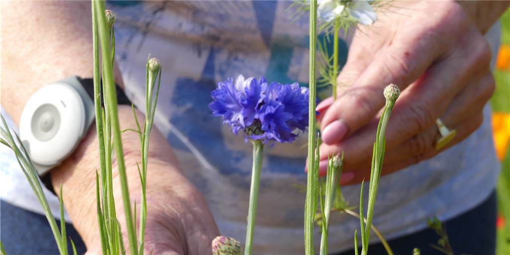 Nach Covid-Erkrankung: „Mein Garten hilft mir dabei, gesund zu werden“ Jeden Tag wächst etwas Neues auf der wilden Blumenwiese von Irmgard Fulfs. Die Schwerterin genießt ihren Garten - besonders nach ihrer Erkrankung im vergangenen Jahr.