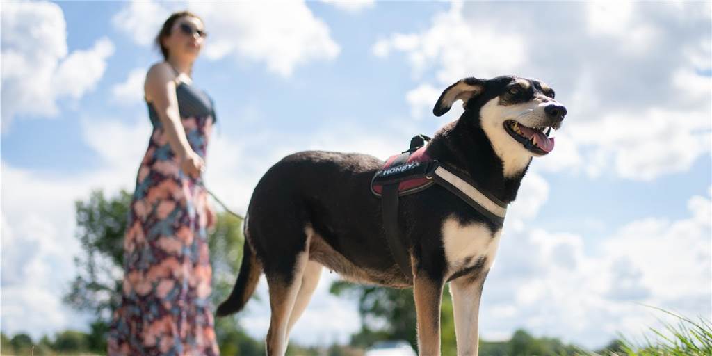 Hundezählung: Alle Heeker Haushalte bekommen jetzt Besuch Wer einen Hund als Haustier hat, muss dafür Steuern zahlen – auch in Heek.