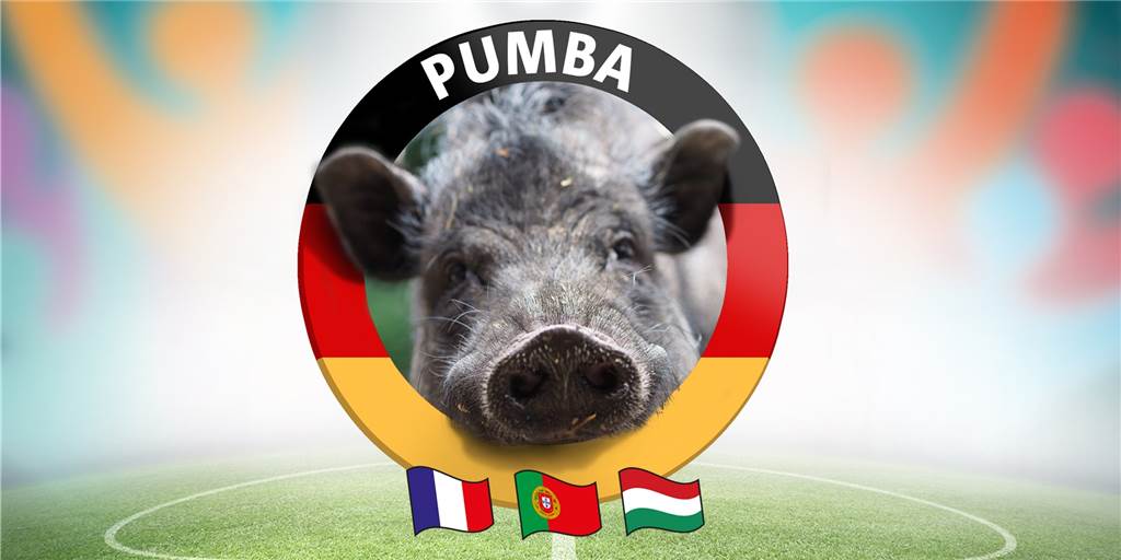 Frankreich gegen Deutschland - Pumba weiß, wer heute gewinnt (Video) Frankreich gegen Deutschland - Pumba weiß, wer heute gewinnt (Video)