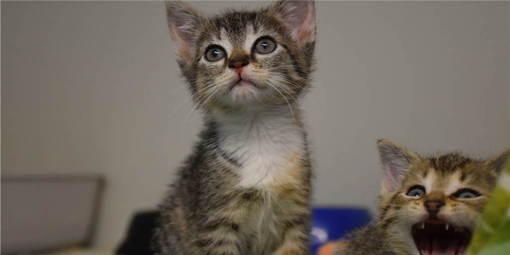 Video: Jungkatze gerettet: „Man hörte nur das Miauen aus der Motorhaube“ Kitte Vanessa ist gerade einmal sechs Wochen alt. Nachdem sie aus gleich zwei Autos gerettet wurde, ist Sie nun im Tierheim und bald bereit zur Vermittlung.