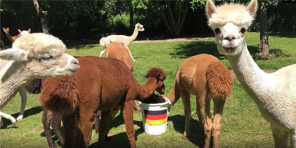 EM-Orakel: Alpakas wissen, ob Deutschland oder Frankreich gewinnt Die Alpakas von Daniels kleiner Farm sind Castrop-Rauxels EM-Orakel.
