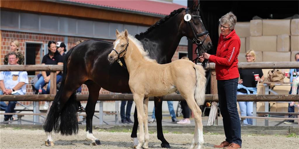 Pferde zeigten sich auf dem Hof Dieckmann von ihrer besten Seite