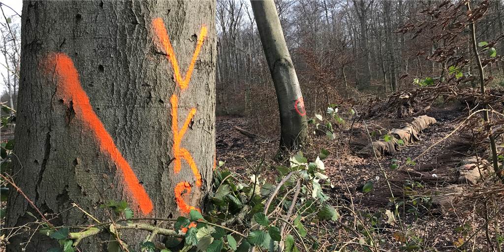 Mehrere Eschen und Buchen im Grutholz werden gefällt Für mehr als 30 Bäume im Grutholz kommt nur noch die Fällung infrage.