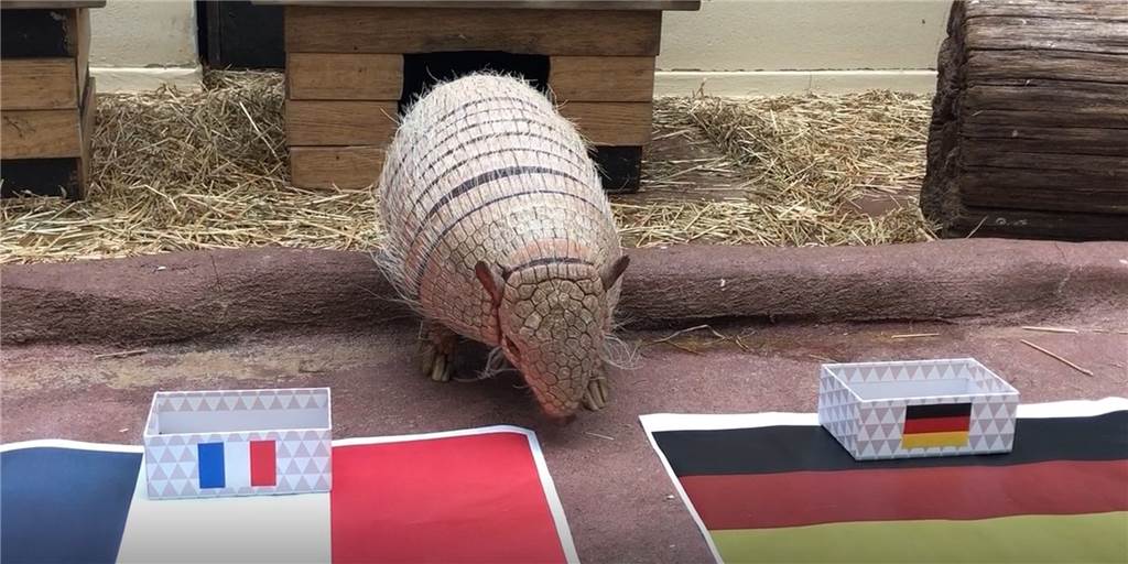 So tippt das Dortmunder EM-Orakel Kasimir das erste Spiel der Jogi-Elf Na, wie entscheidet sich Gürteltier Kasimir? Das EM-Orakel aus dem Dortmunder Zoo sagt das Ergebnis des Auftaktspiels der Jogi-Elf gegen Frankreich voraus.