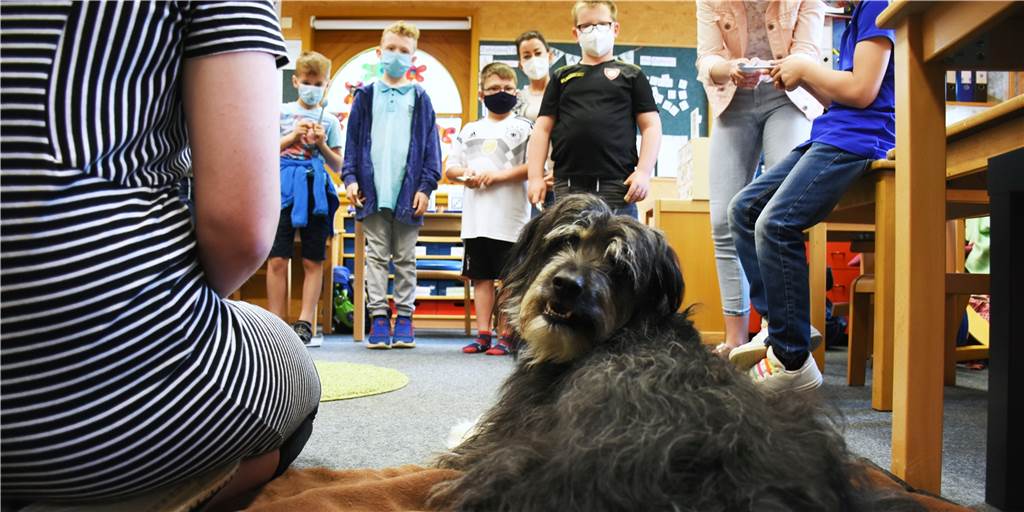 Hund Benni hilft Felicitasschülern, konzentriert und ruhig zu lernen Schulhund Benni sorgt dafür, dass die Schüler ruhiger und konzentrierter sind.