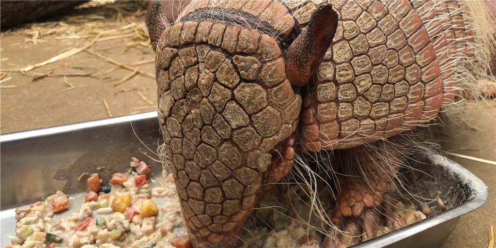 EM-Orakel Kasimir, das Gürteltier aus dem Dortmunder Zoo, war auch beim zweiten EM-Spiel der deutschen Mannschaft im Einsatz und hat eine klare Entscheidung getroffen.
