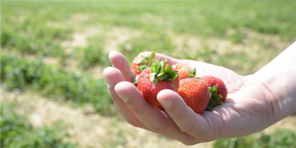 Erdbeeren zum Selberpflücken: Hier in Werne werden Sie fündig Erdbeeren zum Selberpflücken: Hier in Werne werden Sie fündig