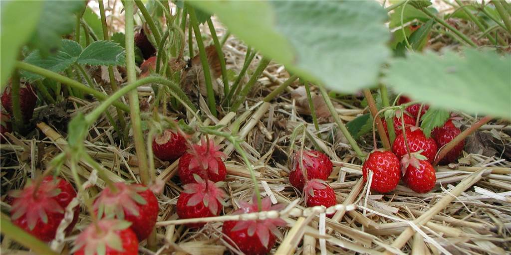 Erdbeersaison: Preise sind in der Region dieses Jahr nicht gestiegen Reife Erdbeeren und geringere Preise erwarten fleißige Erdbeerpflücker.