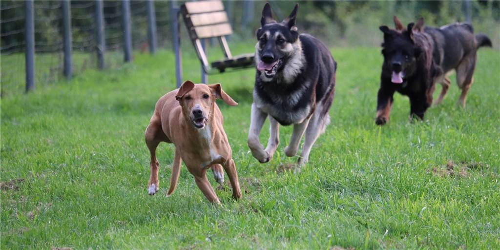 Legdens Hunde müssen auf eine Spielwiese noch warten Legdens Hunde müssen auf eine Spielwiese noch warten