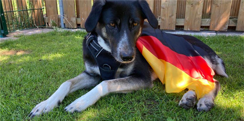Mit Video: Deutschland gegen Ungarn - EM-Orakel wissen, wer heute gewinnt Im Orakel-Wettstreit liegt Hündin Bibbi knapp im Rückstand zu Hamster Fredi. Wie tippen die beiden das Spiel Deutschland gegen Ungarn?