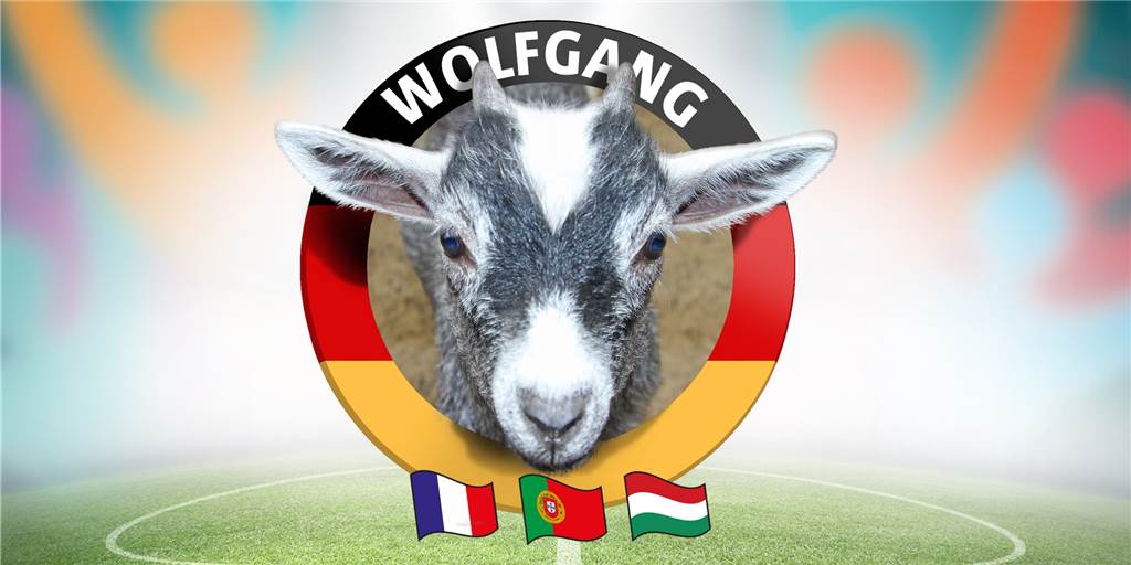 Der kleine Ziegenbock Wolfgang aus Olfen tippt die EM-Spiele der deutschen Nationalmannschaft. 