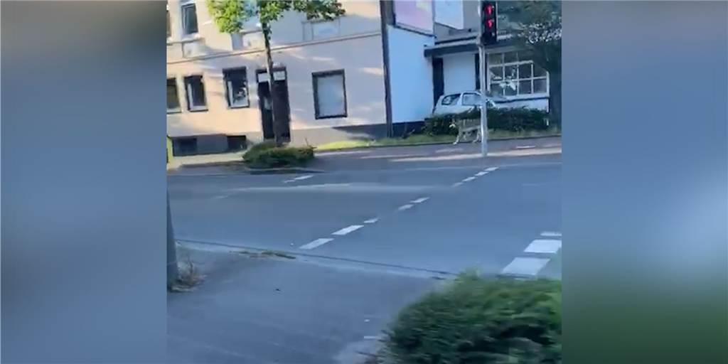 Trabte in der Frühe ein Wolf die Marler Straße entlang? (mit Video) Wolf Marler Straße