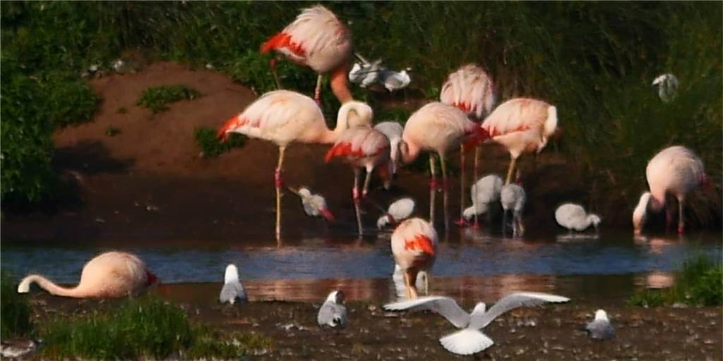 Flamingos haben viel Nachwuchs: Schon neun Küken sind geschlüpft Mindestens neun Küken sind schon geschlüpft, die älteren wagen sich auch schon mit den Eltern an den Lachmöwensee im Zwillbrocker Venn. Naturfotograf Hubert Stroetmann hat hier drei Küken „vor die Linse bekommen“.