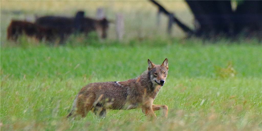 Experte bestätigt Schnappschuss in Haltern: „Es ist wirklich ein Wolf“ Experte bestätigt Schnappschuss in Haltern: „Es ist wirklich ein Wolf“