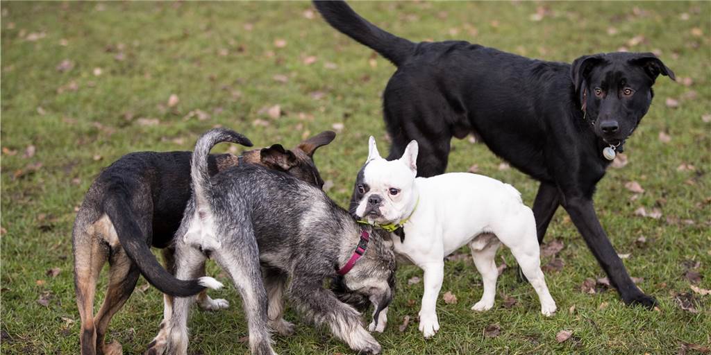 CDU legt sich fest: Hundeauslaufwiese im Losbergpark ist ein No-Go Auf der neuen Hundeauslaufwiese in Stadtlohn sollen die Vierbeiner mit Artgenossen spielen können. Das finden alle Fraktionen in Stadtlohn gut. Wo aber die Wiese geschaffen werden soll, das ist noch strittig.