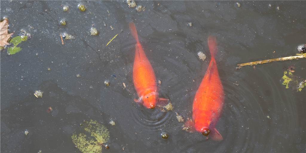 Große Goldfische im Vredener Stadtgraben – warum sie ein Problem sind Die Goldfische fühlen sich im Stadtgraben wohl. Sie gehören dort aber nicht hin, betont Alfons Wüpping vom Angelverein.
