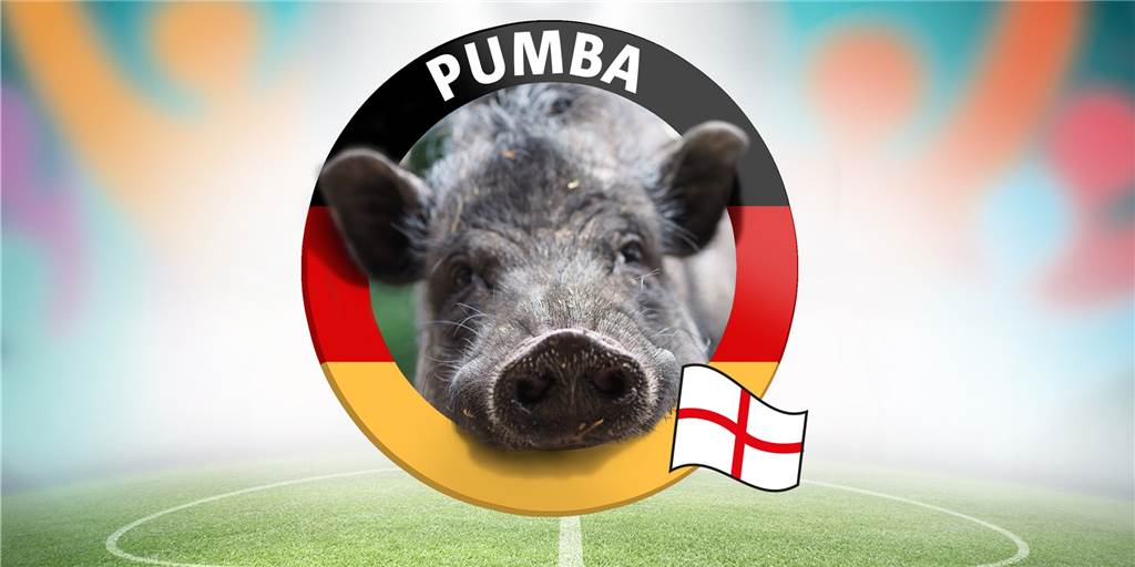 Showdown in Wembley - Tier-Orakel Pumba kennt den Sieger (Video) Showdown in Wembley - Tier-Orakel Pumba kennt den Sieger (Video)