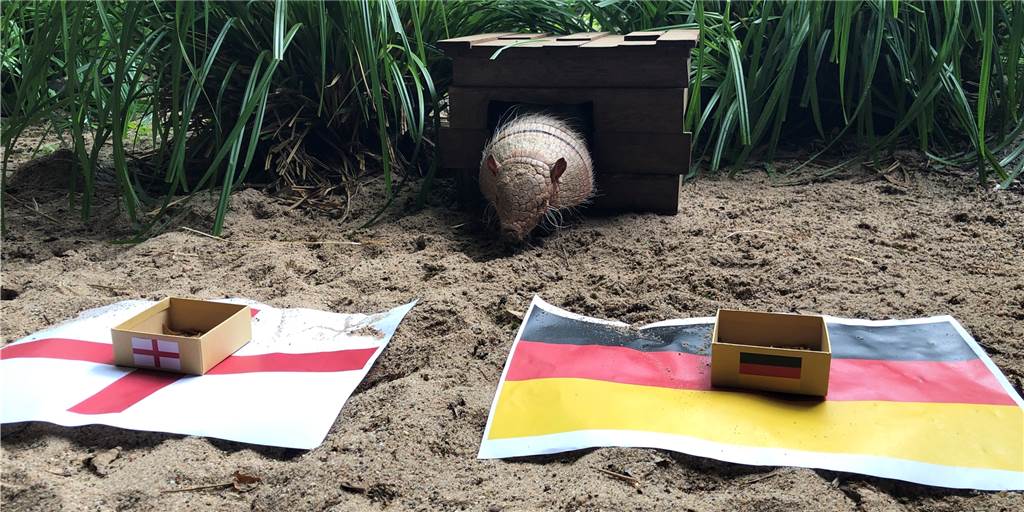 EM-Orakel Kasimir weiß, wie das Deutschlandspiel in Wembley ausgeht Orakel Kasimir aus dem Dortmunder Zoo hatte zum Achtelfinale der deutschen Nationalelf wieder seinen Einsatz.