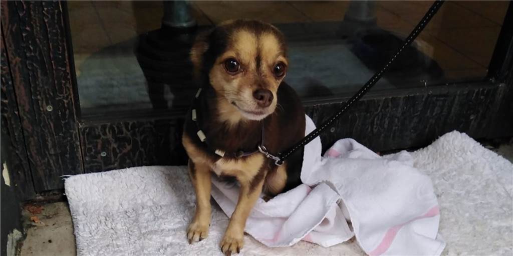 Kind vergaß Chihuahua-Hündin nach dem Brötchenholen am Bäckerladen Kind vergaß Chihuahua-Hündin nach dem Brötchenholen am Bäckerladen