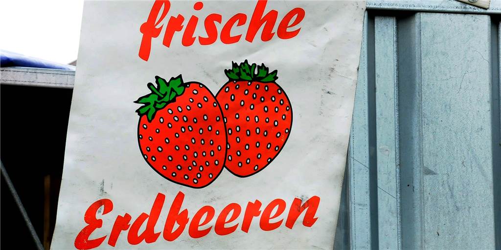 Überreife Erdbeeren auf den Feldern: „Erst zu warm, dann zu regnerisch“ Überreife Erdbeeren auf den Feldern: „Erst zu warm, dann zu regnerisch“
