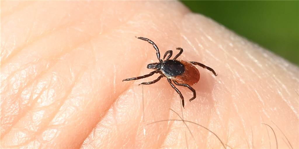 Feuchtes Wetter begünstigt Zeckenplage: Vorsicht im Schwerter Wald Dank des feucht-warmen Wetters gibt es auch in den Schwerter Wäldern mehr Zecken als üblich.