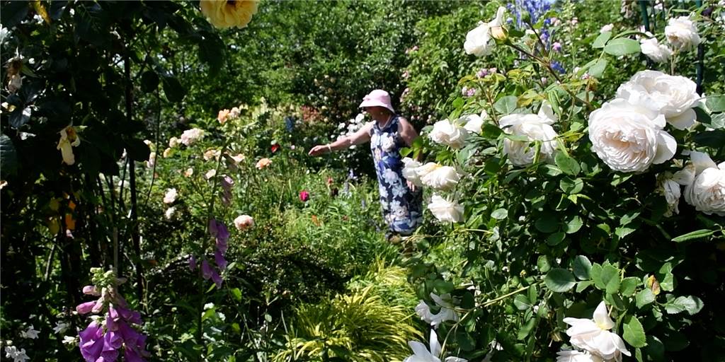 300 verschiede Rosenarten: Der Garten von Brigitte Ruhnau in Brambauer Im Garten von Brigitte Ruhnau in Brambauer blühen gerade rund 300 verschiedene Rosenarten.