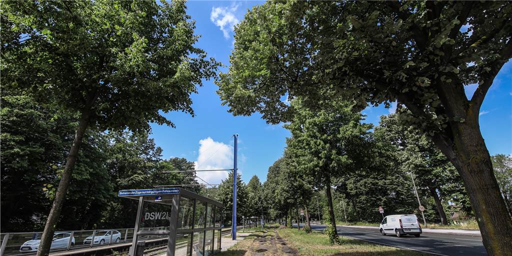 B1: Naturschützer stehen hinter den Baumfällungen für die Allee-Idee Auch dieses Teilstück der B1-Allee an der Stadtbahn-Haltestelle Max-Eyth-Straße gehört zu dem Bereich, den die Platanen-Befürworter neu aufforsten wollen. Die Stadtbahn-Trasse selbst soll nach ihrem Vorschlag in die Mitte zwischen die Baumreihen verlegt werden.