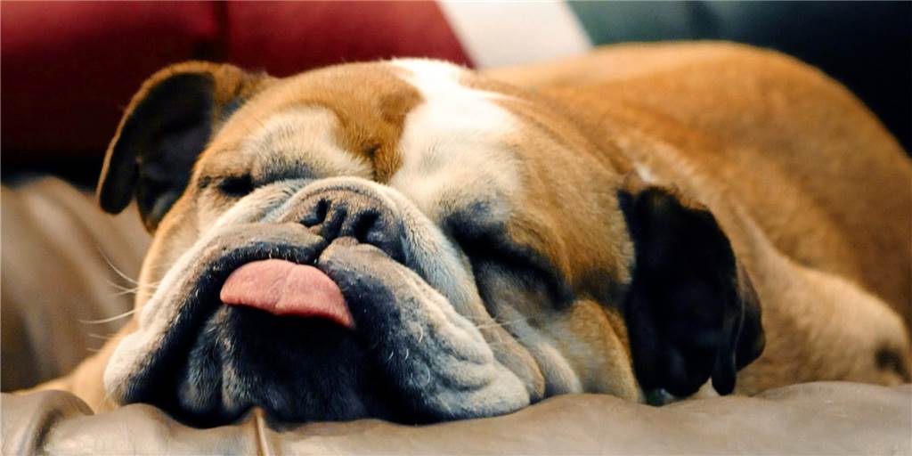 So viele Hunde in Ahaus wie noch nie – Dunkelziffer unbekannt 3669 Hunde sind aktuell in Ahaus gemeldet. So viele wie noch nie. In der Corona-Pandemie war die Zahl stark angestiegen. Die Dunkelziffer liegt allerdings höher. Eine Bestandsaufnahme ist aktuell nicht geplant.