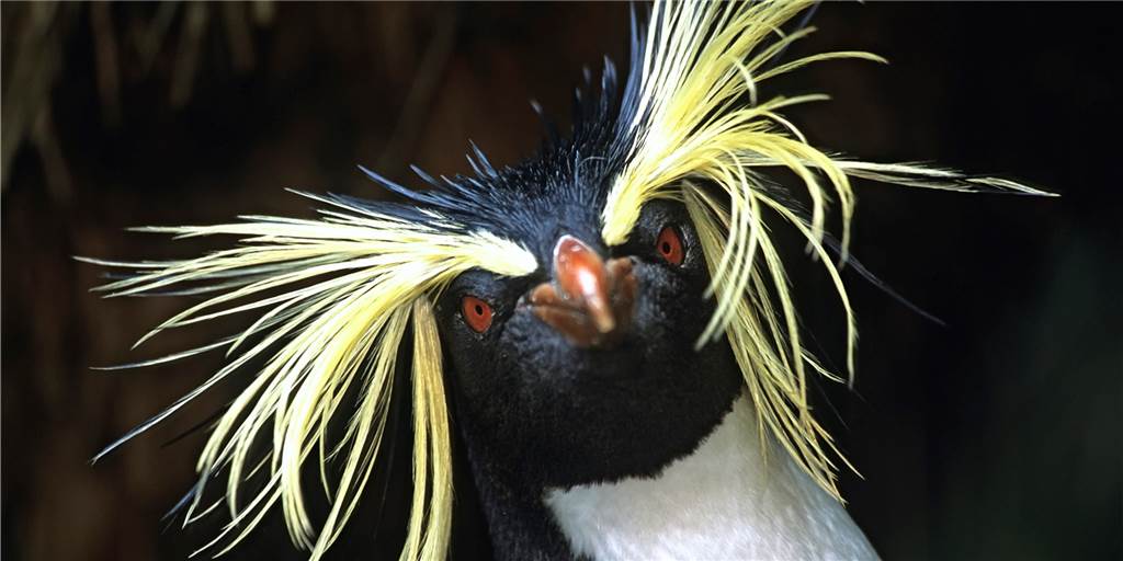 Naturfoto-Festival in Lünen auch dieses Jahr wegen Corona abgesagt Naturfoto-Festival in Lünen auch dieses Jahr wegen Corona abgesagt