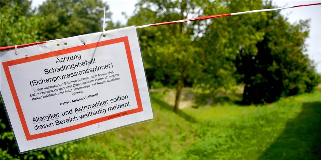 Gefährliche Raupe legte Bikepark am Jugendtreff Zak still Mehrere Bäume rund um das Zak hatte der Eichenprozessionsspinner befallen. Am Freitagmorgen rückte eine Spezialfirma an und entfernte die Nester. Bikepark und Außengelände des Zak konnten wieder freigegeben werden.