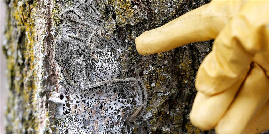 Kampf gegen Raupen: Wirken die städtischen Maßnahmen in Castrop-Rauxel? Die Eichenprozessionsspinner bilden im Laufe ihres Lebens Nesselhaare aus, die für Menschen gefährlich werden können. (Archivbild)