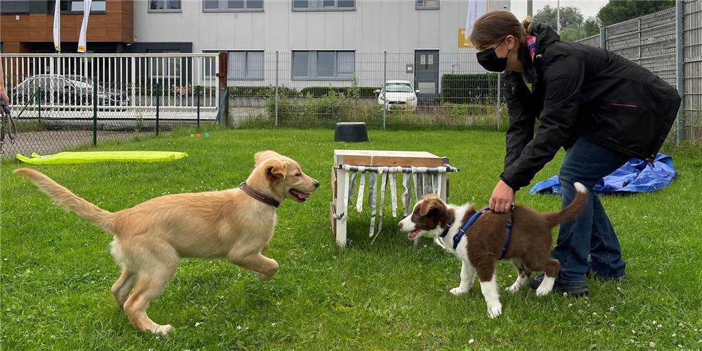 Das gemeinsame Toben gehört bei Hundetrainerin Miriam Elsässer zu jeder Schulstunde dazu.