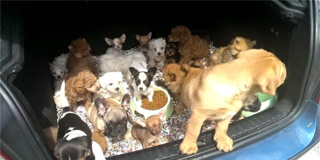 Todesfälle nach Hundekauf im Internet: „Ebay Kleinanzeigen ist das schlimmste Thema“ Todesfälle nach Hundekauf im Internet: „Ebay Kleinanzeigen ist das schlimmste Thema“