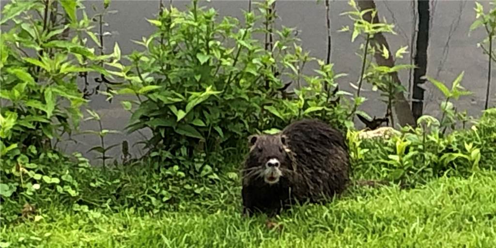 Natur vor der Haustür - Nutria zu Gast an der Terrasse der Kajüte Das Nutria fühlt sich in der Stadtmühlenbucht in Haltern offensichtlich sehr wohl.