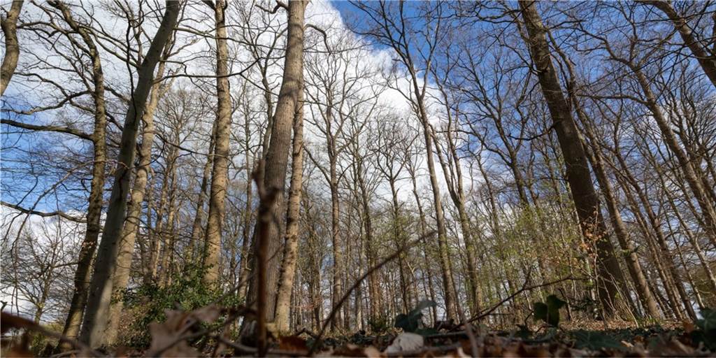 Geplanter Trimm-Dich-Pfad: Sportbegeisterte müssen weiter warten Mal so eben ist der Trimm-Dich-Pfad im van Oerschen Wald doch nicht realisierbar.