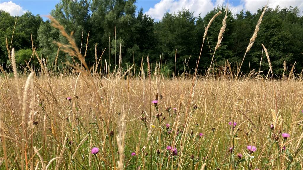 Artenreichste Blühwiese in Nordkirchen: „Naturschutz aller erster Güte“ Die Glatthaferwiese vor Schloss Nordkirchen ist die artenreichste Fläche im Kreis Coesfeld.