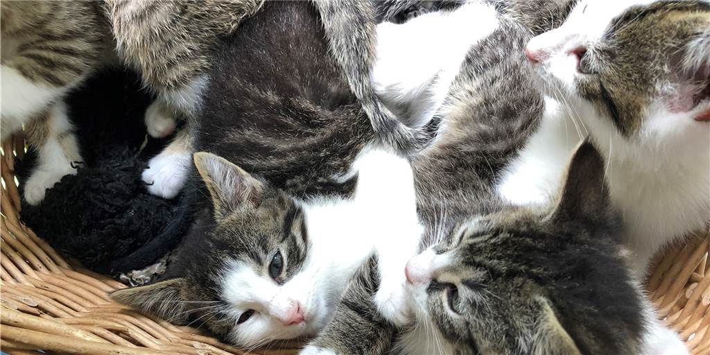 Kastrationspflicht ist auch nur eine von vielen Alibi-Verordnungen Obwohl im Kreis Borken seit zweieinhalb Jahren eine Kastrationspflicht gilt, landen laufend kleine Babykätzchen im Ahauser Tierheim.