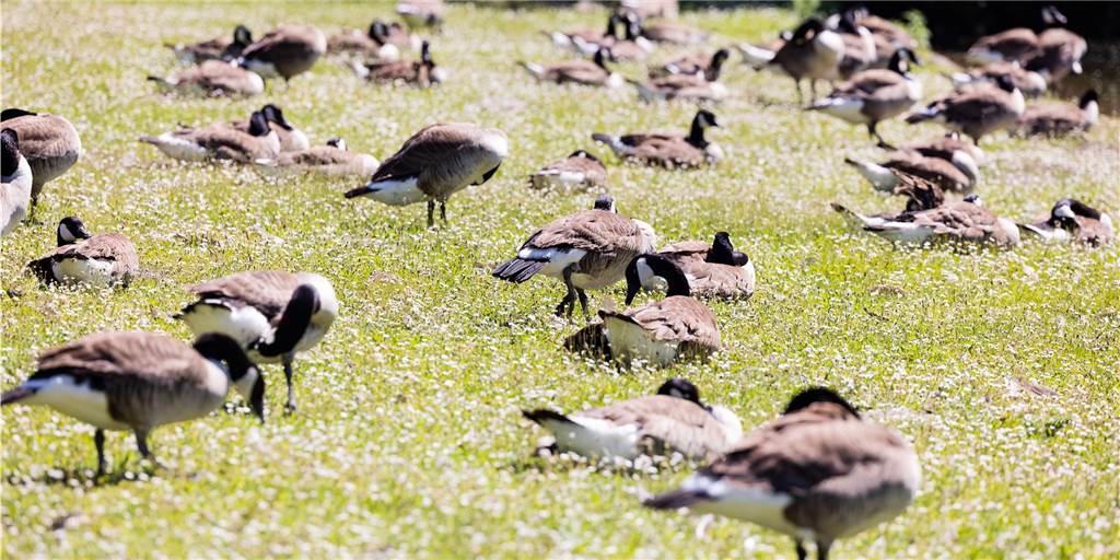 Gänse-Jagd am Schloss Westerwinkel in Herbern erschüttert Besucher